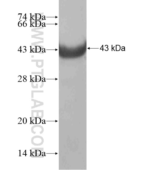 GJA8 fusion protein Ag19572 SDS-PAGE