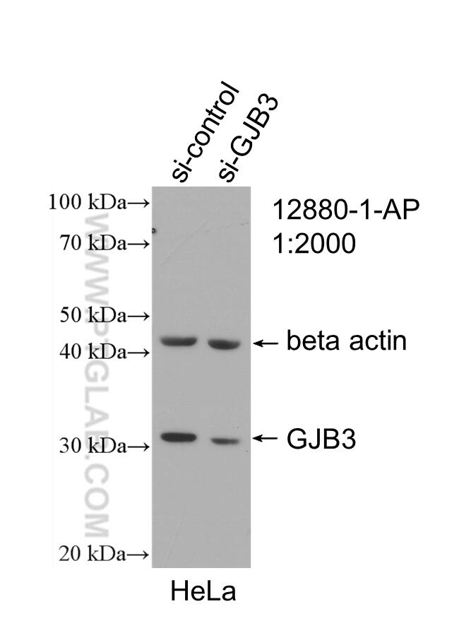 WB analysis of HeLa using 12880-1-AP