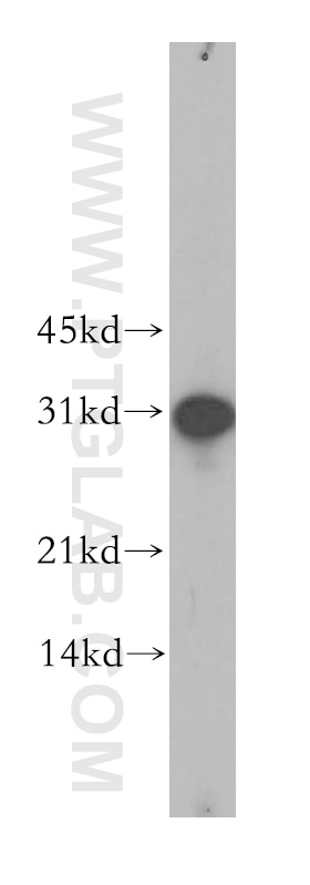 Western Blot (WB) analysis of mouse ovary tissue using GJB3 Polyclonal antibody (12880-1-AP)