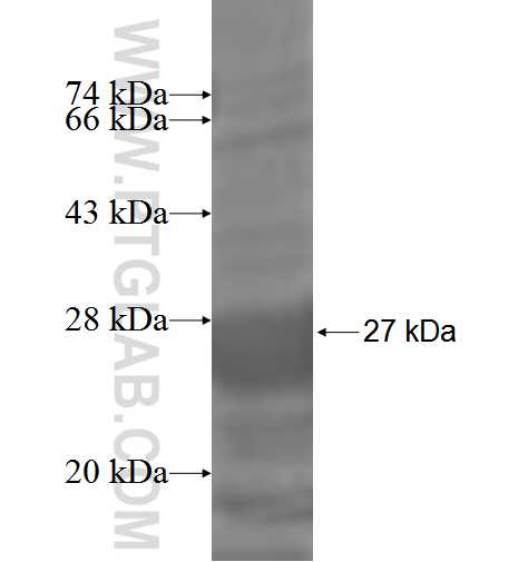 GJB3 fusion protein Ag3839 SDS-PAGE