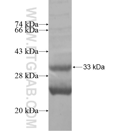 GJB4 fusion protein Ag14252 SDS-PAGE