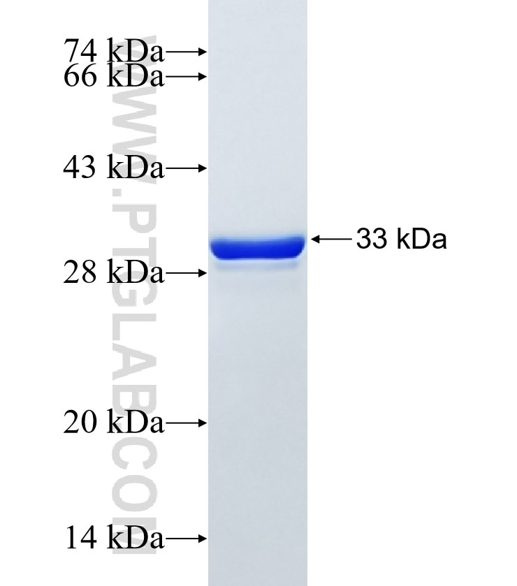 GJB5 fusion protein Ag26052 SDS-PAGE