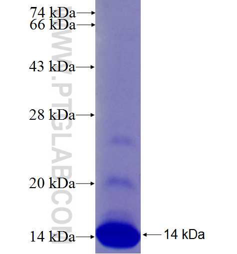 GJB5 fusion protein Ag27334 SDS-PAGE