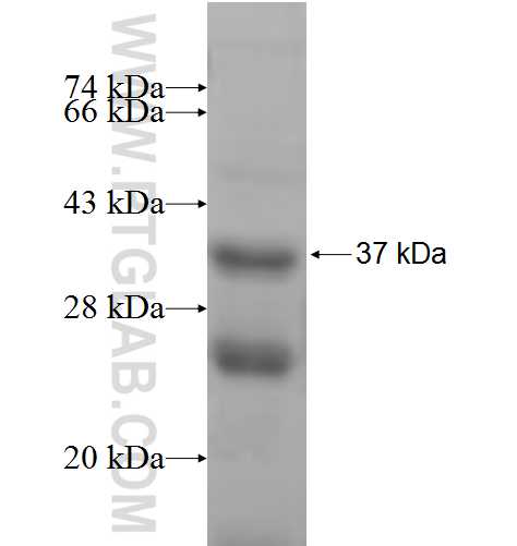 GJB5 fusion protein Ag8454 SDS-PAGE