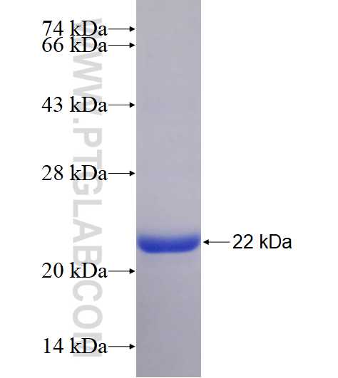 GJC1 fusion protein Ag16742 SDS-PAGE