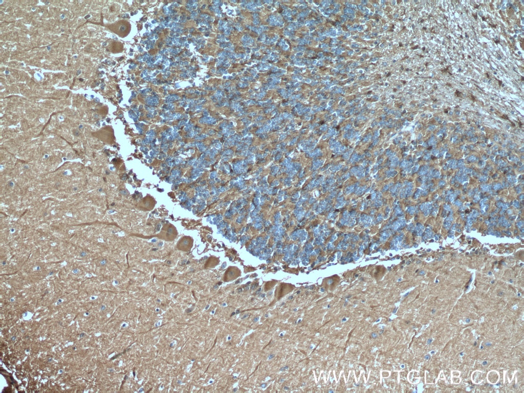 Immunohistochemistry (IHC) staining of human cerebellum tissue using GJC2 Polyclonal antibody (55376-1-AP)