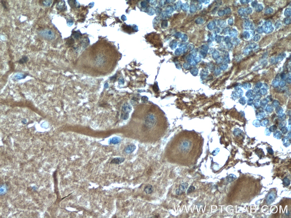 Immunohistochemistry (IHC) staining of human cerebellum tissue using GJC2 Polyclonal antibody (55376-1-AP)