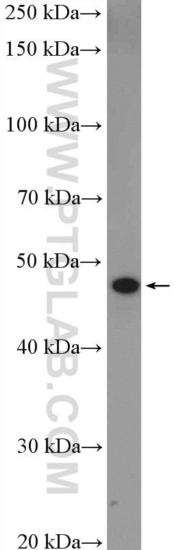 Western Blot (WB) analysis of mouse brain tissue using GJC2 Polyclonal antibody (55376-1-AP)