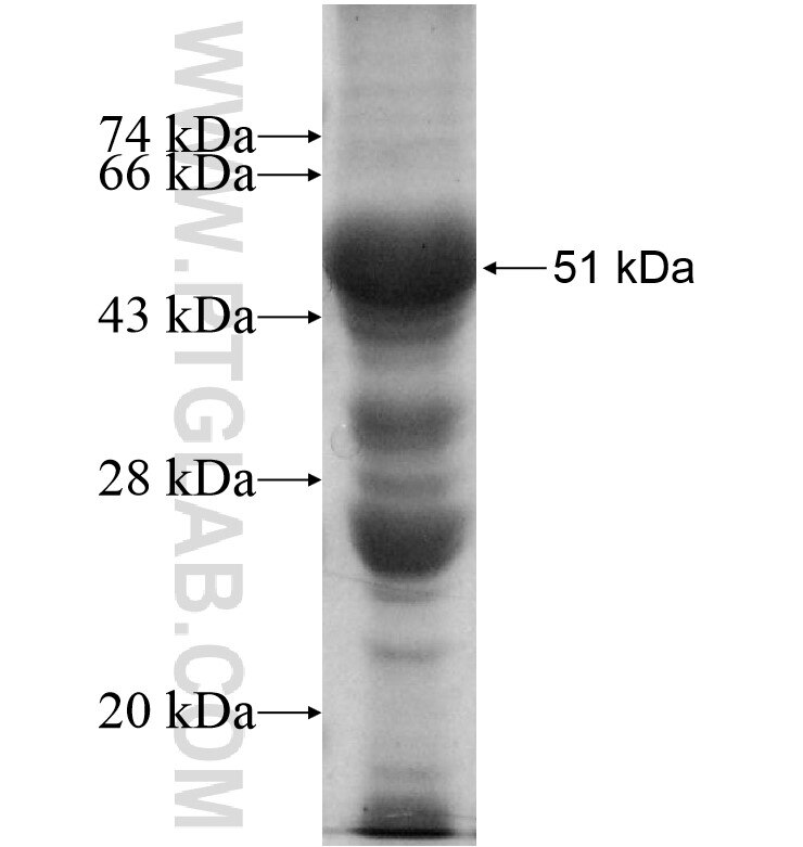 GJD2 fusion protein Ag13026 SDS-PAGE