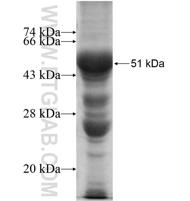 GJD2 fusion protein Ag13026 SDS-PAGE