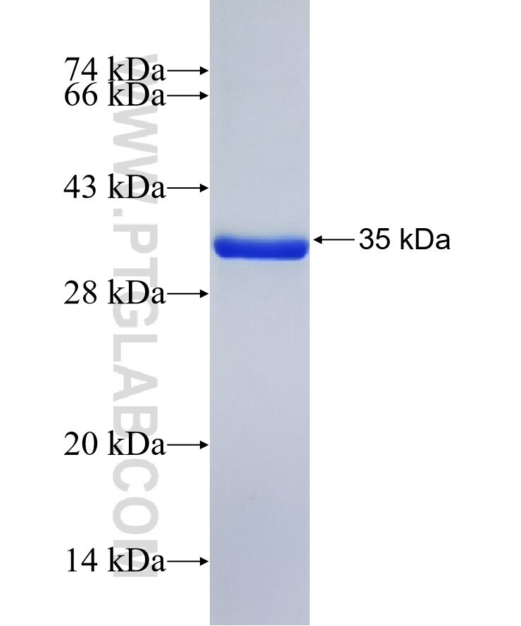 GJD3 fusion protein Ag41358 SDS-PAGE