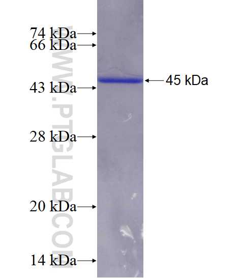 GK fusion protein Ag4455 SDS-PAGE