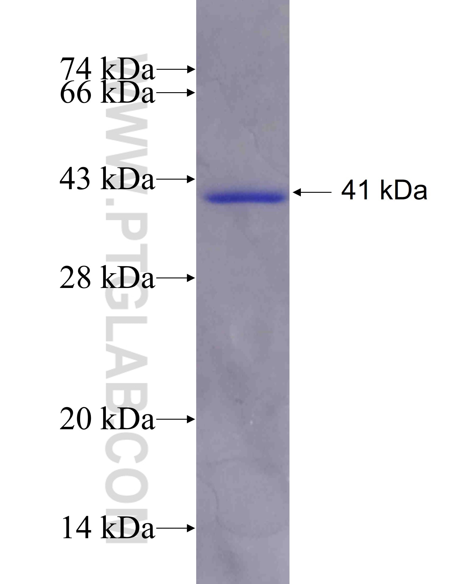 GK fusion protein Ag4455 SDS-PAGE