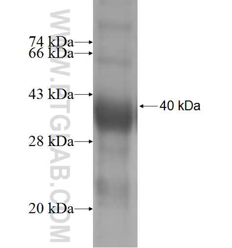 GK3P fusion protein Ag5383 SDS-PAGE