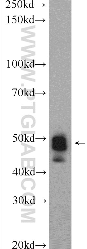 Western Blot (WB) analysis of HEK-293 cells using GKAP1 Polyclonal antibody (11395-1-AP)