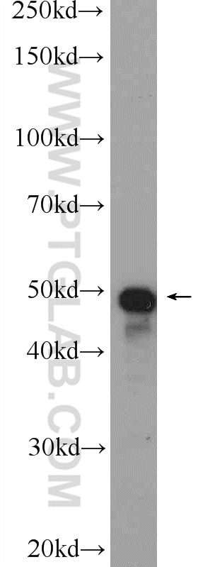 Western Blot (WB) analysis of mouse testis tissue using GKAP1 Polyclonal antibody (11395-1-AP)