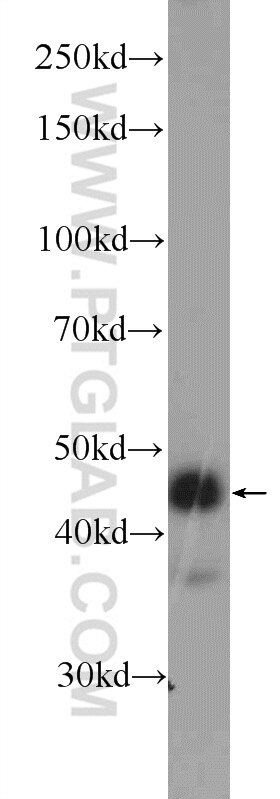 Western Blot (WB) analysis of HEK-293 cells using GKAP1 Polyclonal antibody (11395-1-AP)