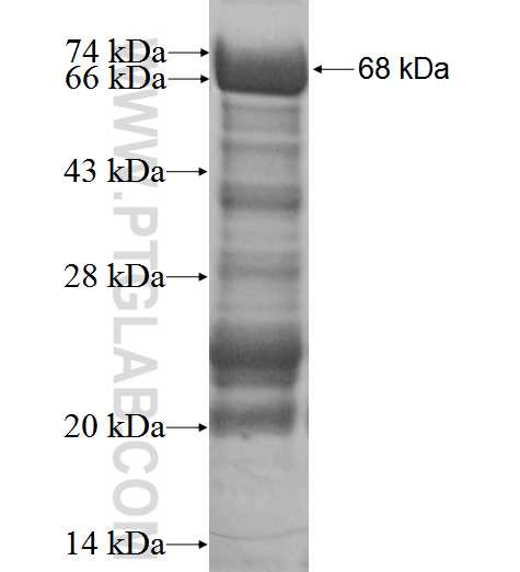 GKAP1 fusion protein Ag1914 SDS-PAGE