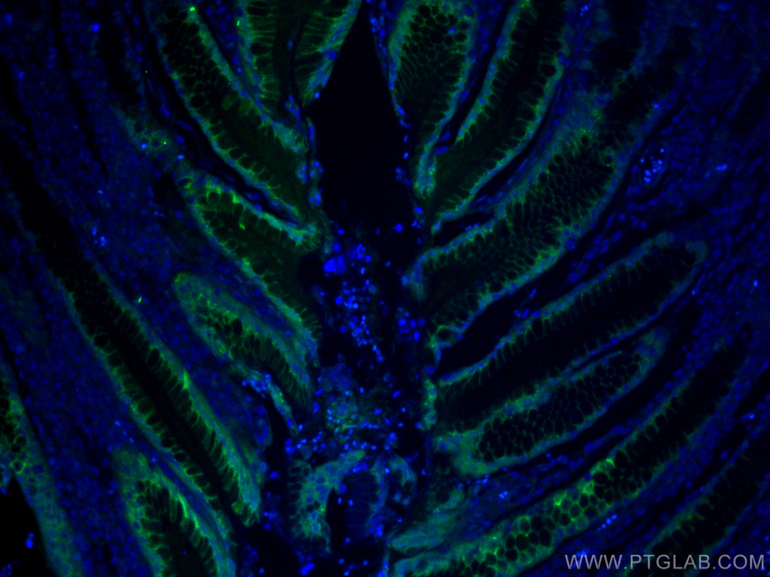 Immunofluorescence (IF) / fluorescent staining of human stomach tissue using Gastrokine 1 Monoclonal antibody (60130-1-Ig)