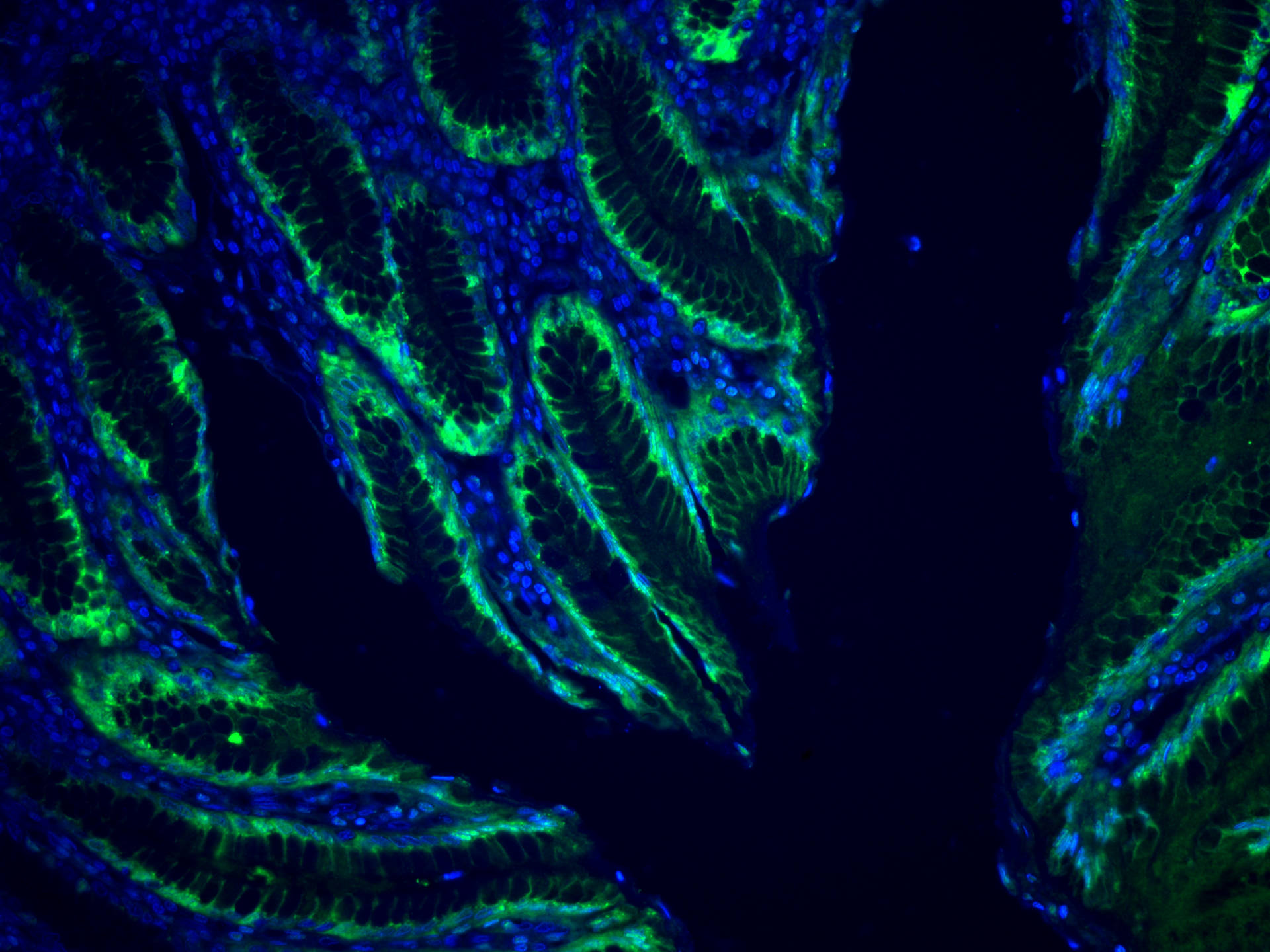 Immunofluorescence (IF) / fluorescent staining of human stomach tissue using Gastrokine 1 Monoclonal antibody (60130-1-Ig)