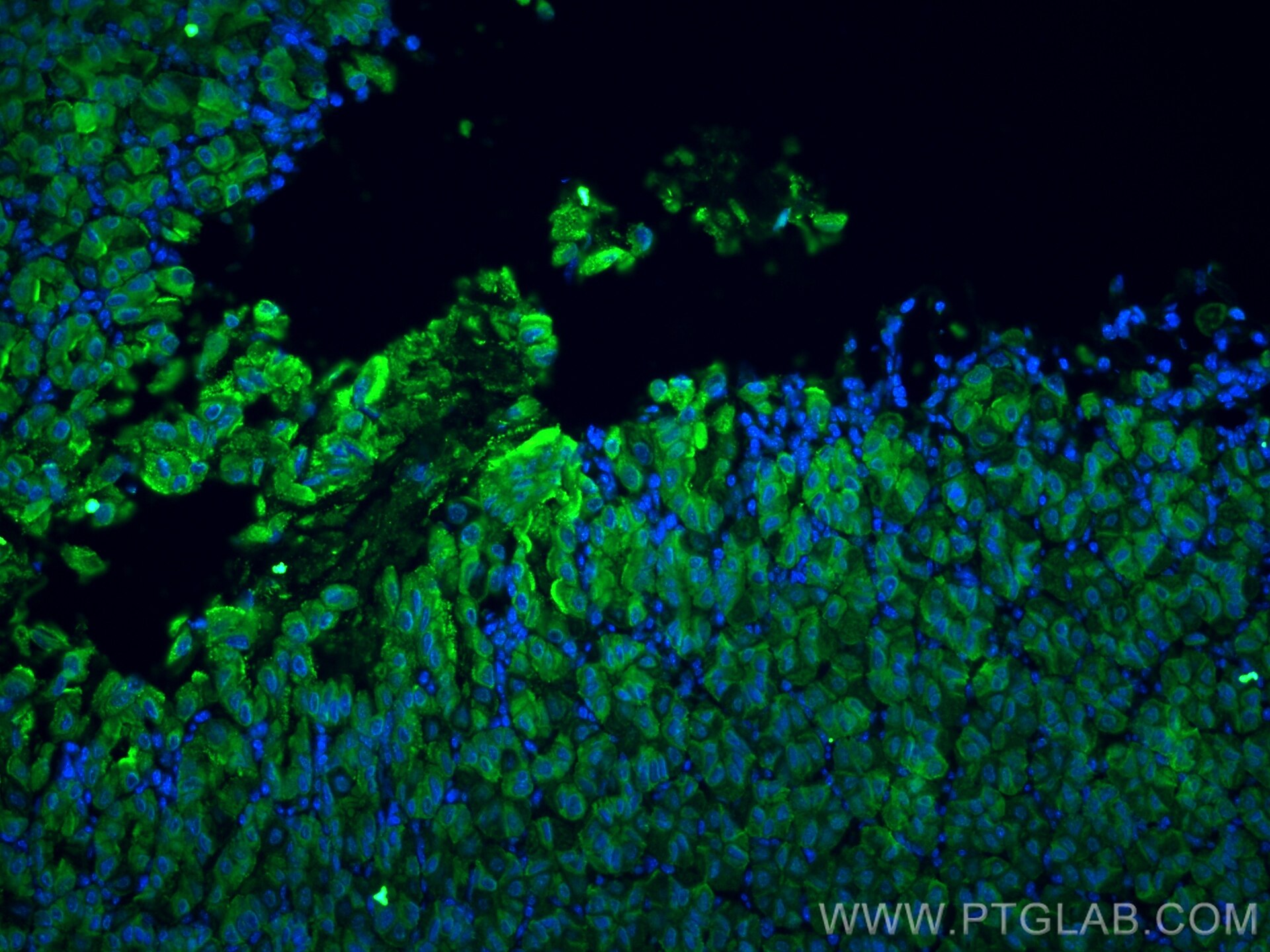 Immunofluorescence (IF) / fluorescent staining of mouse stomach tissue using Gastrokine 1 Monoclonal antibody (60130-1-Ig)