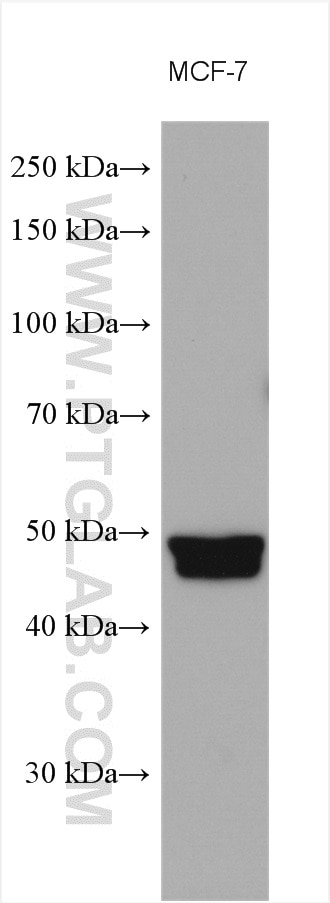 Western Blot (WB) analysis of various lysates using Alpha Galactosidase A Polyclonal antibody (15428-1-AP)