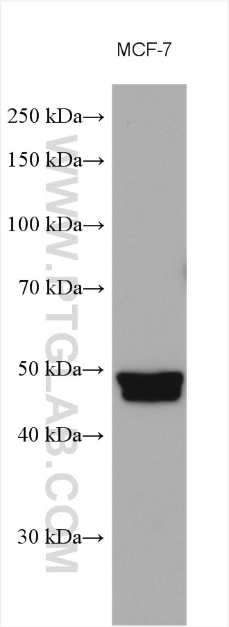 WB analysis using 15428-1-AP