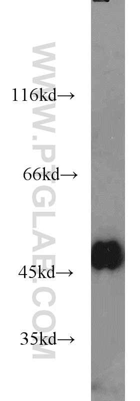 WB analysis of HEK-293 using 15428-1-AP