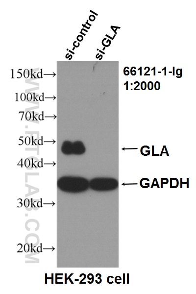 Western Blot (WB) analysis of HEK-293 cells using Alpha Galactosidase A Monoclonal antibody (66121-1-Ig)