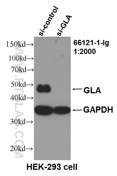 Western Blot (WB) analysis of HEK-293 cells using Alpha Galactosidase A Monoclonal antibody (66121-1-Ig)