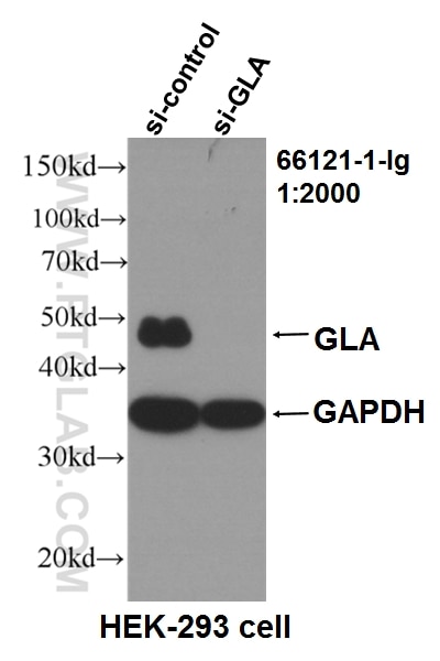 WB analysis of HEK-293 using 66121-1-Ig