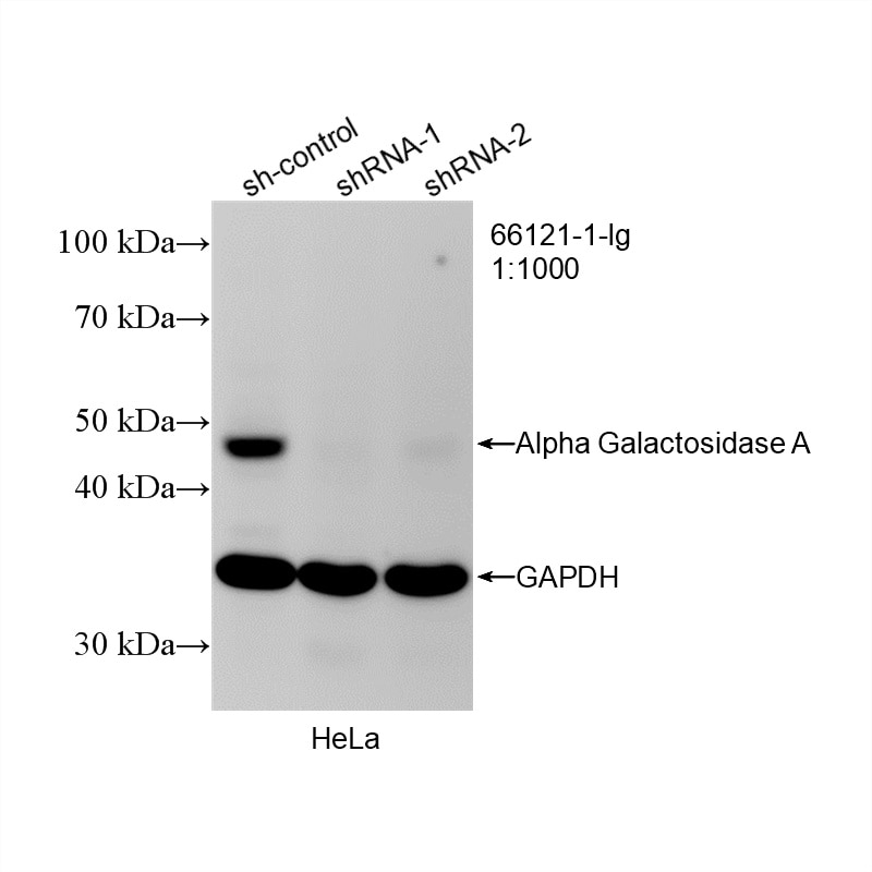 Western Blot (WB) analysis of HeLa cells using Alpha Galactosidase A Monoclonal antibody (66121-1-Ig)