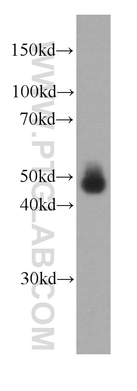 Western Blot (WB) analysis of HeLa cells using Alpha Galactosidase A Monoclonal antibody (66121-1-Ig)