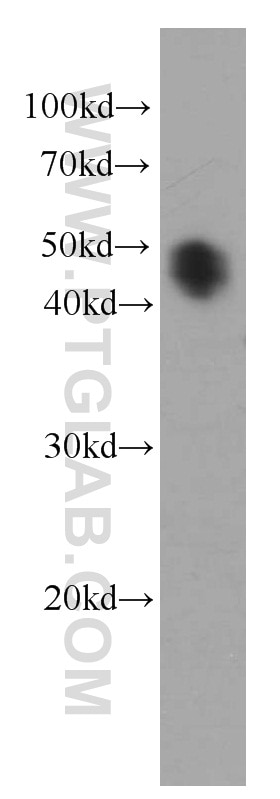 Western Blot (WB) analysis of HepG2 cells using Alpha Galactosidase A Monoclonal antibody (66121-1-Ig)