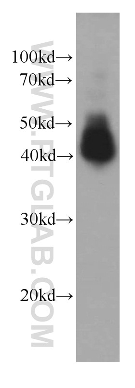 Western Blot (WB) analysis of HEK-293 cells using Alpha Galactosidase A Monoclonal antibody (66121-1-Ig)