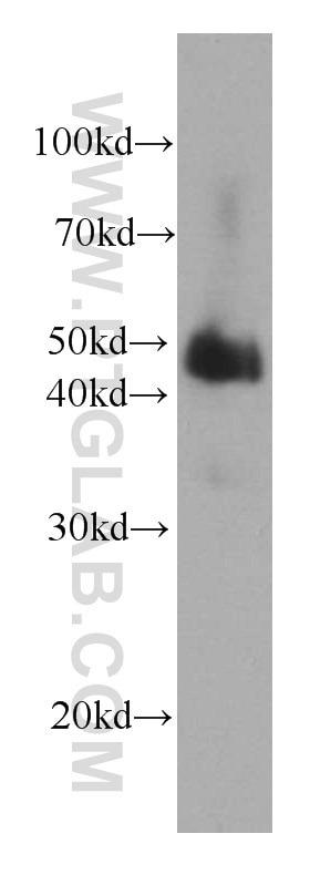 Western Blot (WB) analysis of human kidney tissue using Alpha Galactosidase A Monoclonal antibody (66121-1-Ig)