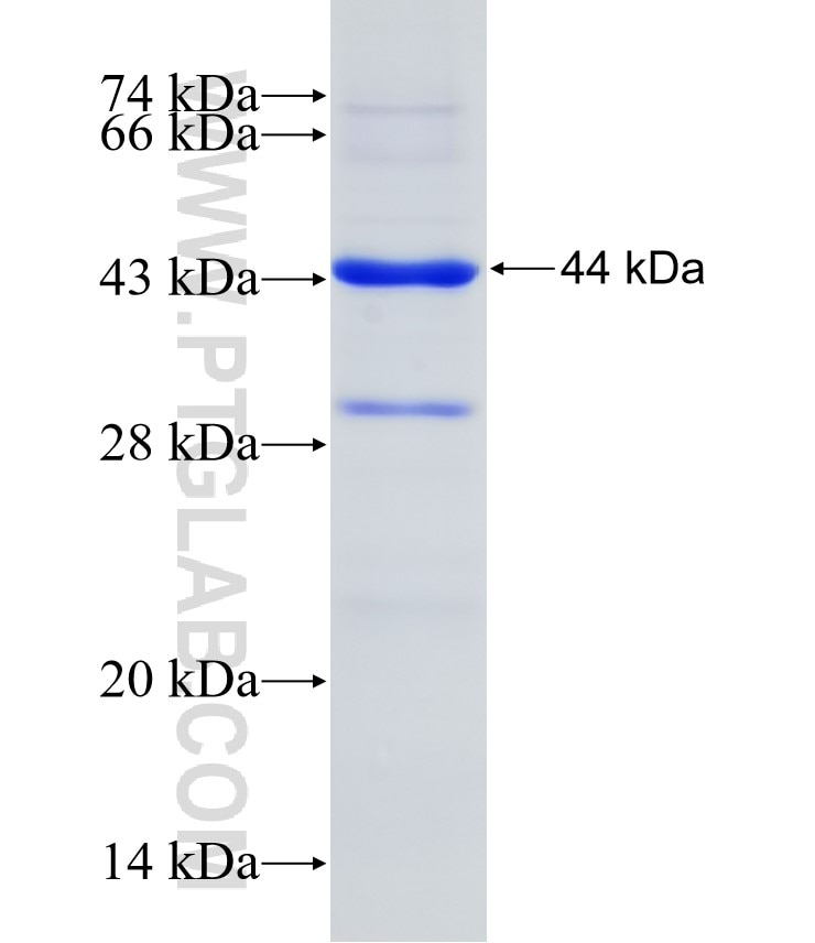 GLA fusion protein Ag7505 SDS-PAGE