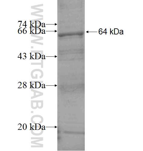 GLA fusion protein Ag7609 SDS-PAGE