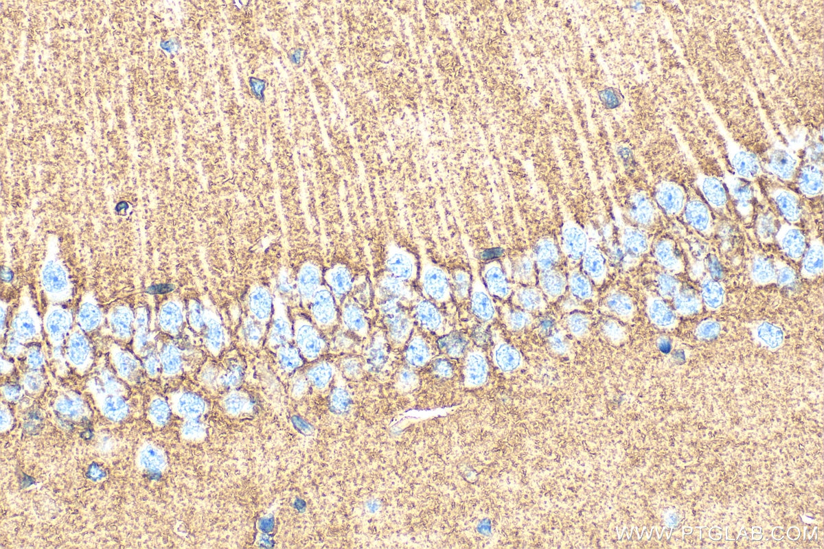 Immunohistochemistry (IHC) staining of mouse brain tissue using GLAST/EAAT1 Polyclonal antibody (20785-1-AP)