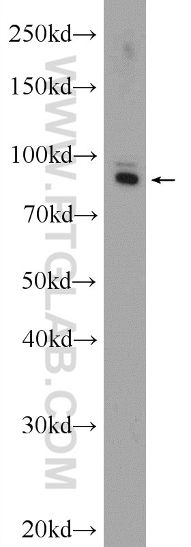 Western Blot (WB) analysis of C6 cells using GLAST Polyclonal antibody (20785-1-AP)