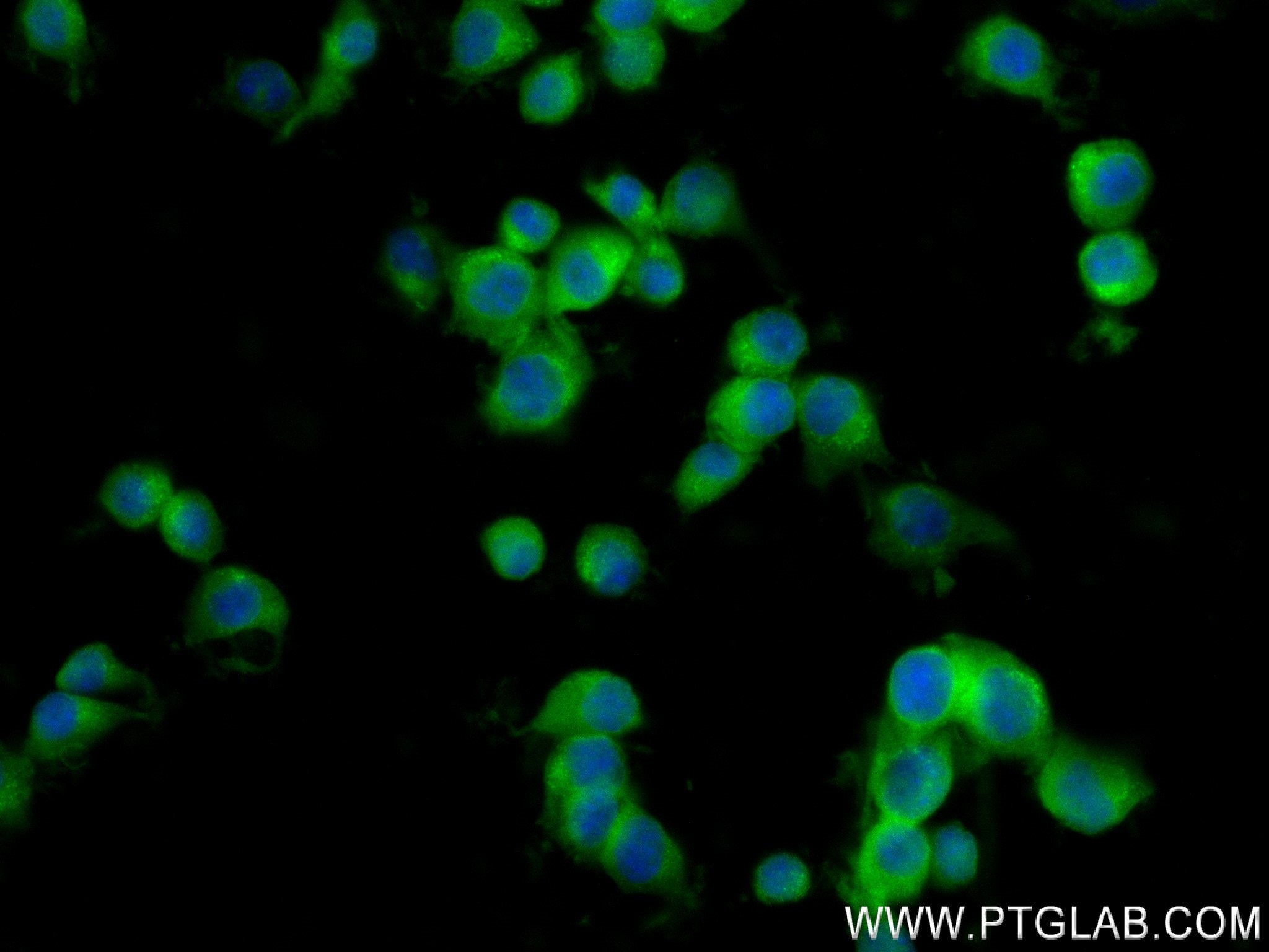 Immunofluorescent analysis of (4% PFA) fixed Neuro-2a cells using GLAST antibody (84497-4-RR, Clone: 241907H3 ) at dilution of 1:250 and CoraLite®488-Conjugated Goat Anti-Rabbit IgG(H+L) (SA00013-2). Immunofluorescence (IF) / fluorescent staining of Neuro-2a cells using GLAST/EAAT1 Recombinant monoclonal antibody (84497-4-RR)