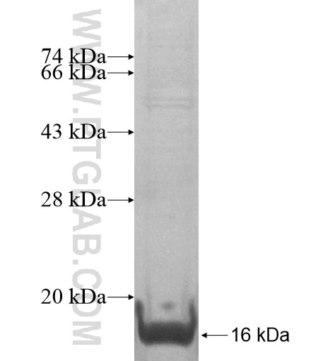 GLB1L3 fusion protein Ag15311 SDS-PAGE