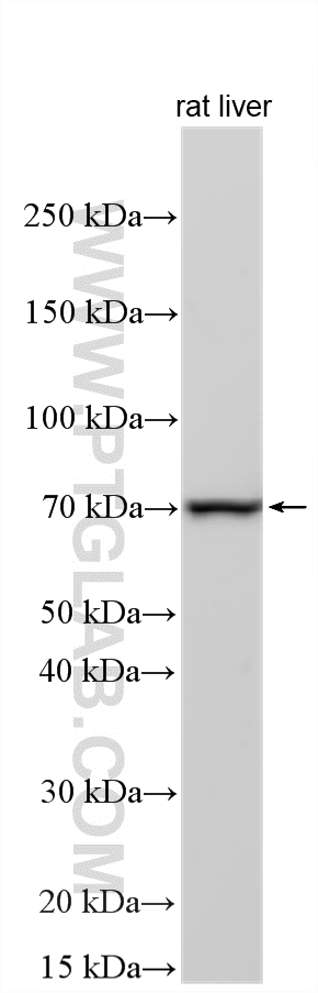 WB analysis using 33606-1-AP (same clone as 33606-1-PBS) Western Blot (WB) analysis of various lysates using GLCE Polyclonal antibody (33606-1-AP)