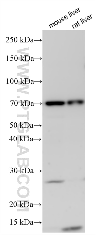 WB analysis using 33606-1-AP (same clone as 33606-1-PBS) Western Blot (WB) analysis of various lysates using GLCE Polyclonal antibody (33606-1-AP)