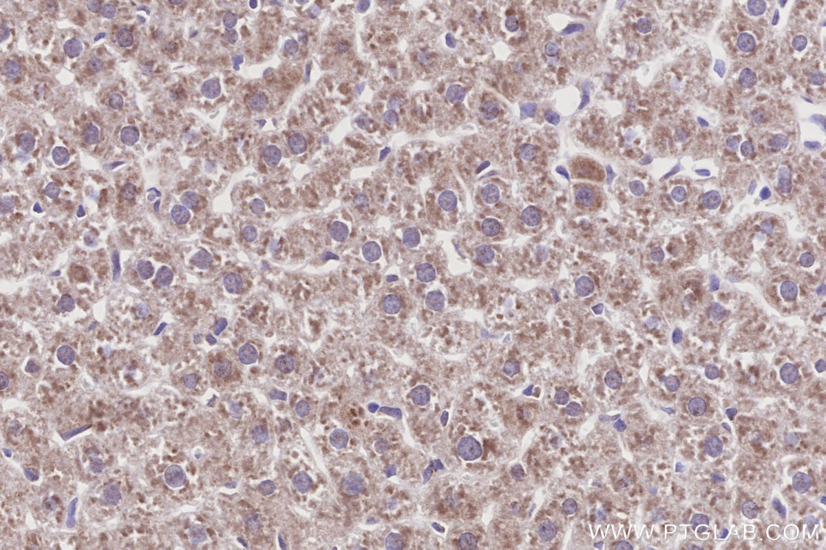 IHC staining of rat liver using 86378-1-RR Immunohistochemistry (IHC) staining of rat liver tissue using GLDC Recombinant monoclonal antibody (86378-1-RR)