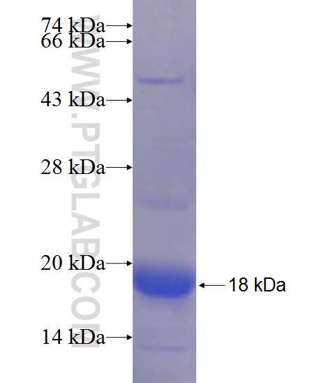 GLDN fusion protein Ag24247 SDS-PAGE