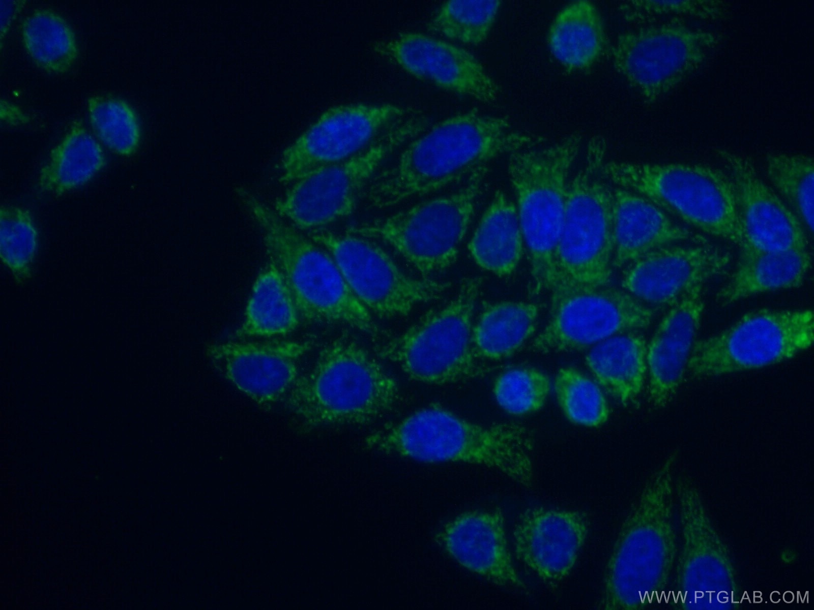 IF Staining of HepG2 using 26466-1-AP