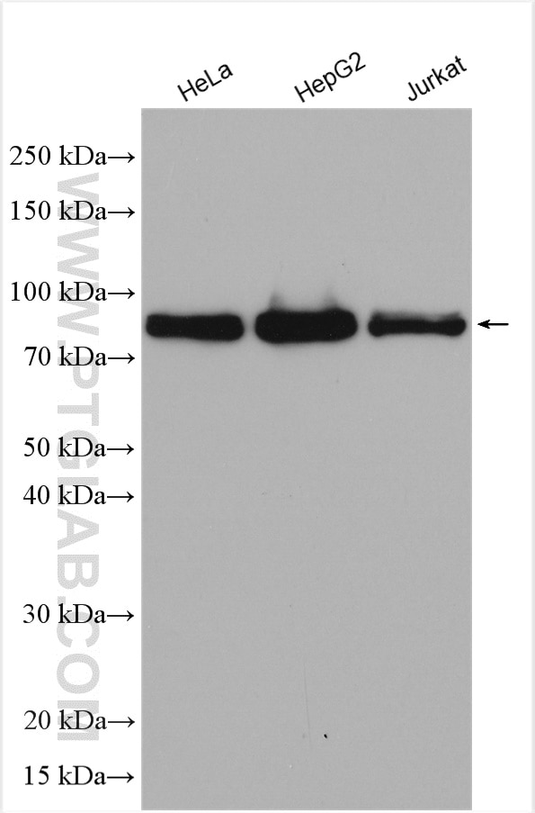 Western Blot (WB) analysis of various lysates using GLE1 Polyclonal antibody (26466-1-AP)