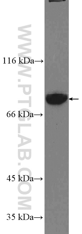 WB analysis of PC-3 using 26466-1-AP