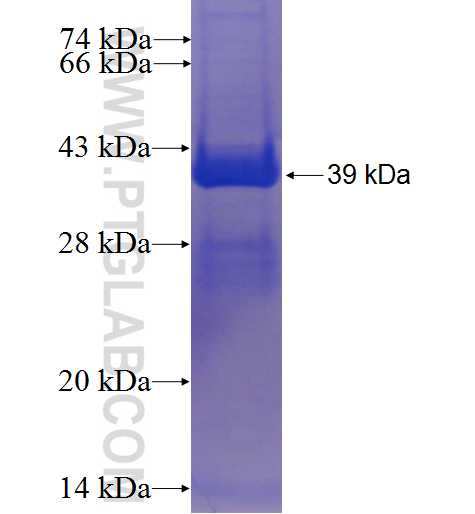 GLE1 fusion protein Ag24208 SDS-PAGE